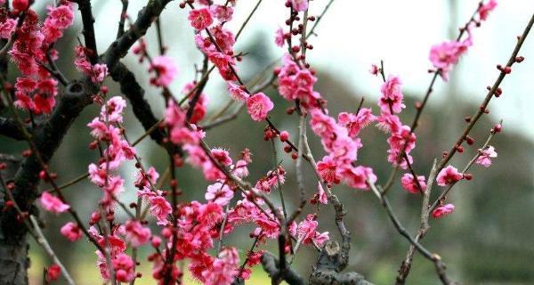 梅花的花语与代表意义（寒冬中的坚韧与美丽）