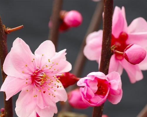 以梅花为象征的人格特质（探索梅花背后的意义和象征）