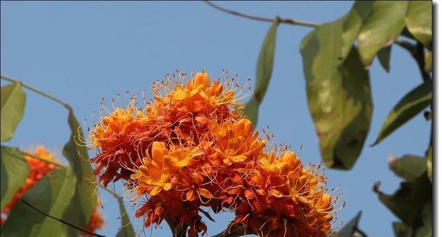 以菩提开花——探寻菩提开花的奥秘（菩提花绽放的美丽与意义）