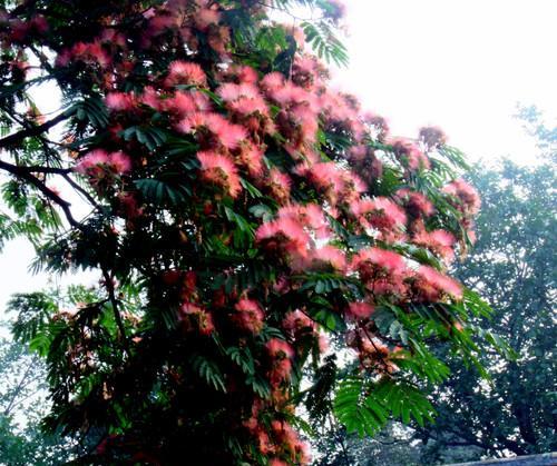 绒花的花语和寓意（探索绒花的意义与象征）