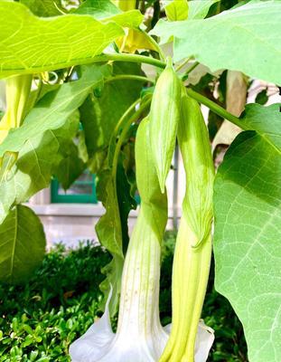 花语沉默忧郁（探索花朵背后的悲伤情愫）