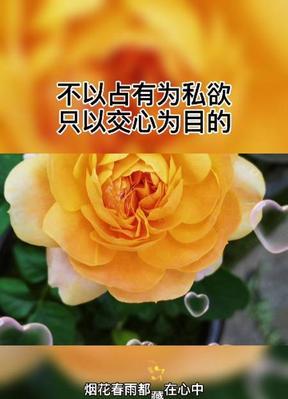 花海中的红颜知己（以百合花代表的红颜知己之情）