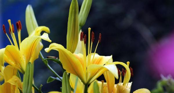 教师如何像一朵鲜花般耐人寻味（探索以菊花代表老师的含义）