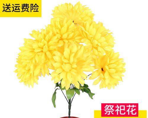 清明节的象征之花——菊花（菊花的美丽与深刻意义）