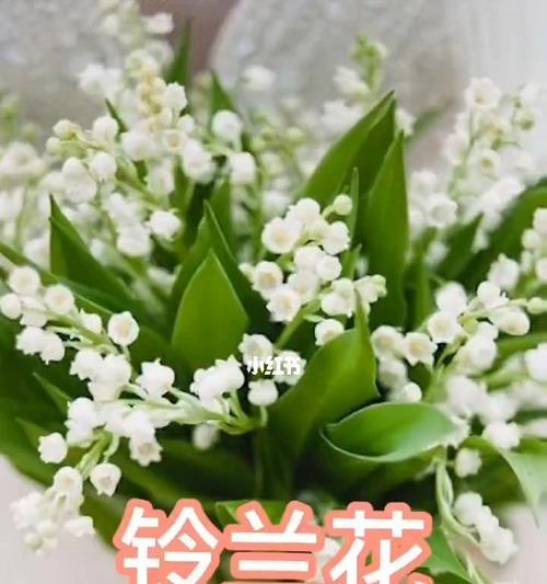 以牡丹花代表温柔（花开如画）