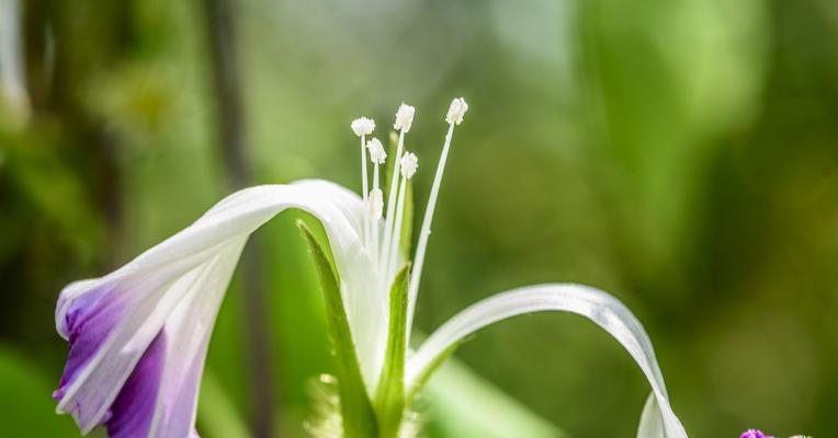 相思之花——探寻代表相思的花朵（以花为媒）