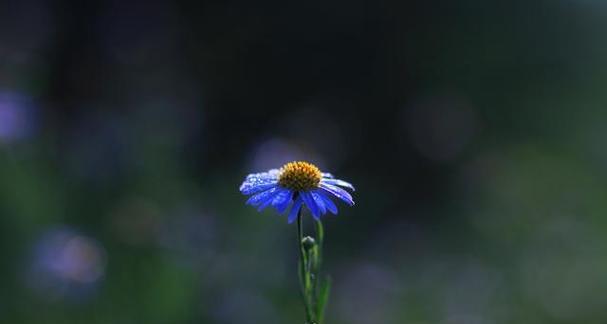 以百合花代表原谅宽恕（用花语传递心灵的和解之美）