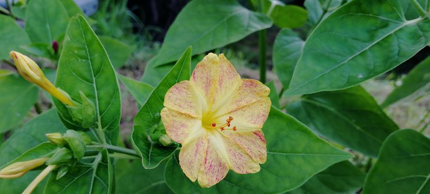 花中智慧（以花为媒介）