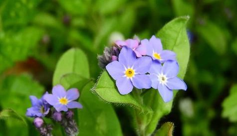 冰冷之花——银莲花的花语（美丽冰冷的极北之花）