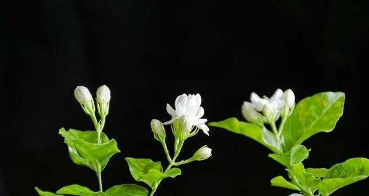 以百合花的花语为主题的单身生活探索（花开有时）