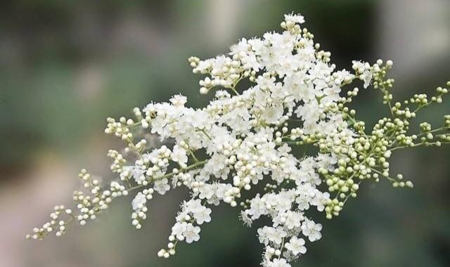 以菊花为主题的独立自由花语（菊花代表独立自由）