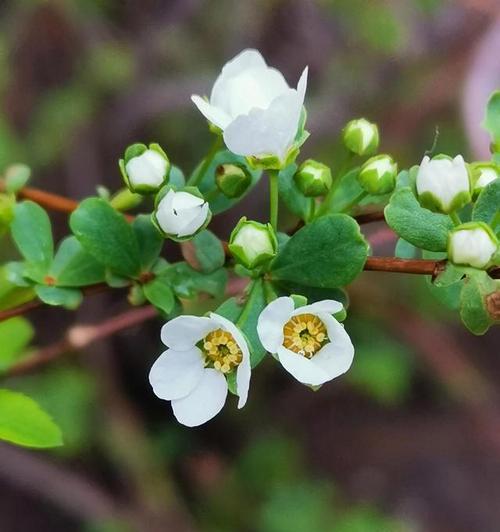 以百合花为主题的花语“对不起”（用花语表达歉意和寻求宽恕的艺术）