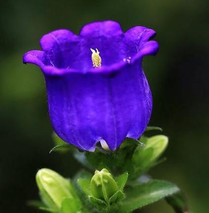 感谢之花（感恩传递的力量）