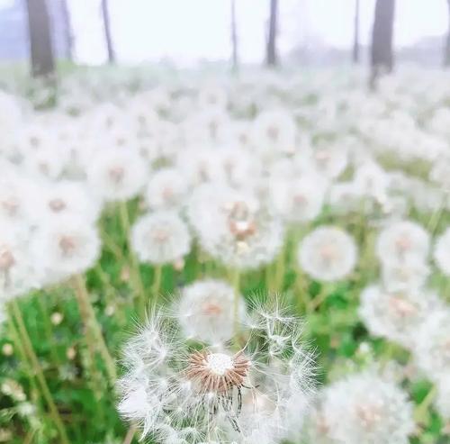 寂寞迷茫的花语（凄凉之美）