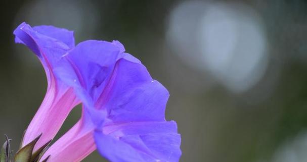 以太阳花为主题的花语——光的象征（太阳花）