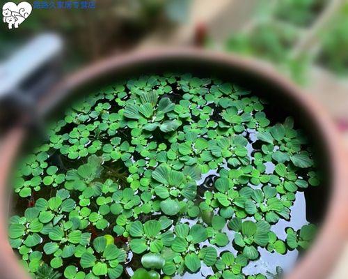 龟缸中的适合植物（龟缸植物种类及其养殖技巧）