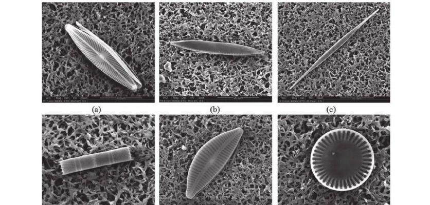 硅藻不是藻类植物（揭秘硅藻的真面目）