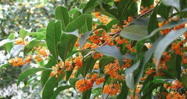 赏析桂花之美——浅谈桂花的花语及文化内涵（桂花花语探秘）