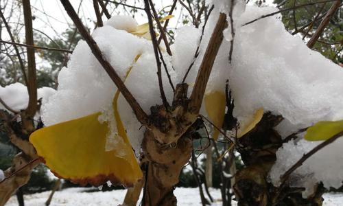 四季桂花在冬天为何会掉叶子（探究四季桂花冬季掉叶的原因及其对植株的影响）