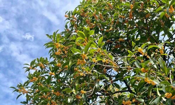 揭秘桂花开花时间（几点开花时间）