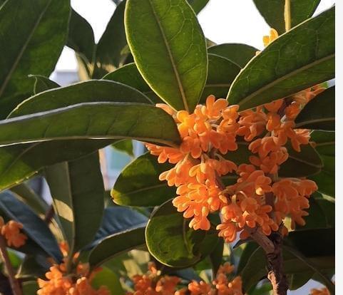 揭秘桂花的开花时间和开花次数（桂花几月开花？一年开几次花？如此多问）