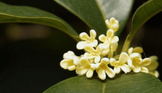 桂花开花时间与季节详解（探究桂花开花的季节规律）