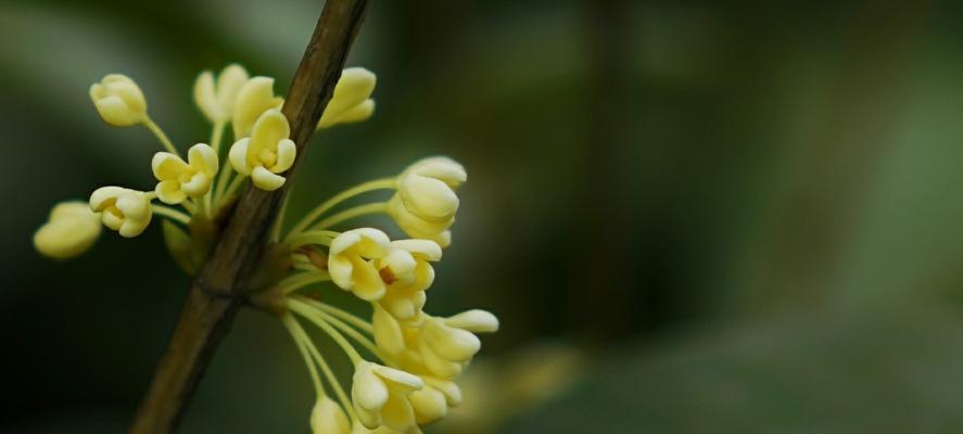 寻找桂花的故乡（揭秘桂花的生长环境与特点）