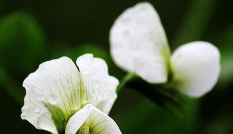 揭秘“单性花”的奥秘——桂花到底是不是单性花（科学家解密桂花的性别特征）