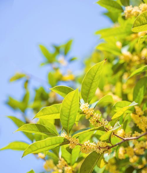 探究“桂花是树还是花”的奥秘（从植物学角度解析桂花的分类特征）