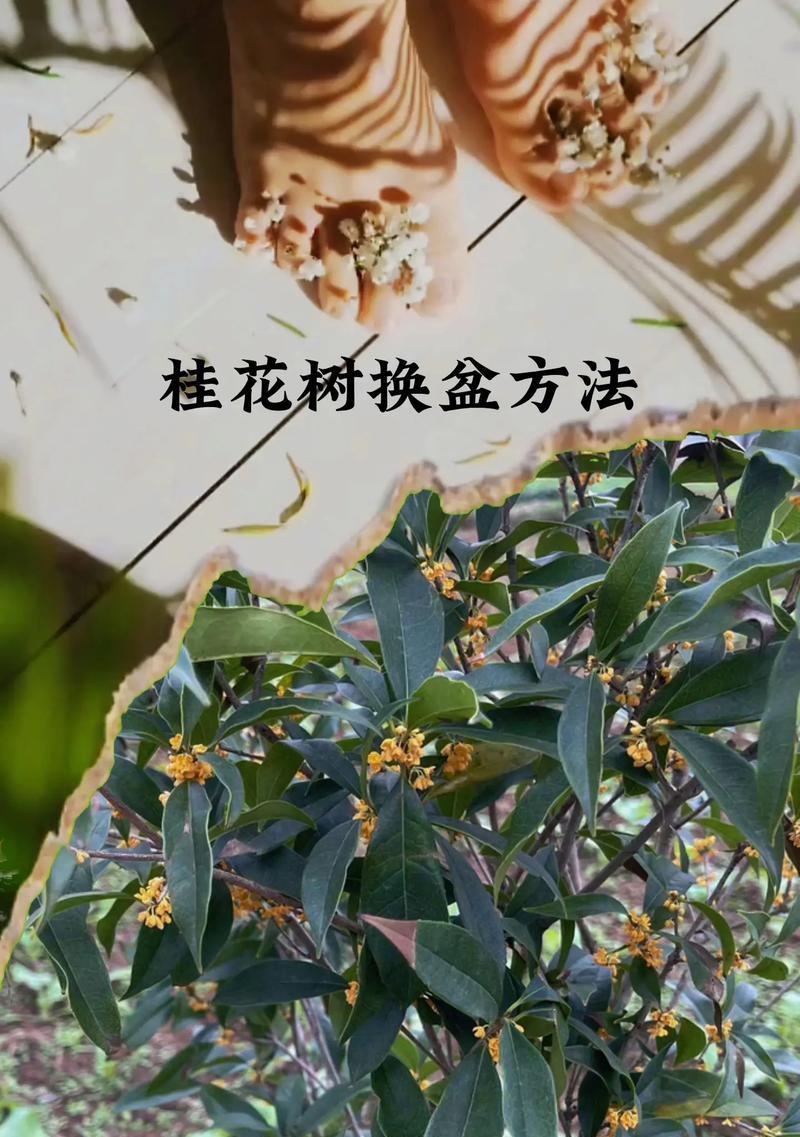 浅盆还是深盆（桂花适合栽种在哪种盆器中）