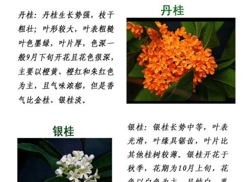 如何科学浇水桂花树（桂花树浇水的注意事项和频率）