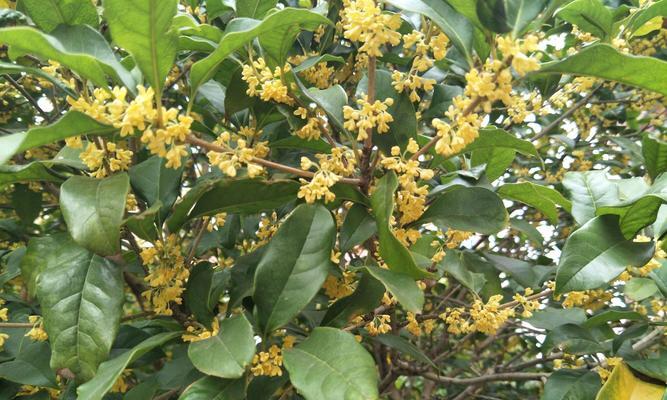 如何科学浇水保护桂花树生长（桂花树浇水周期与技巧分析）