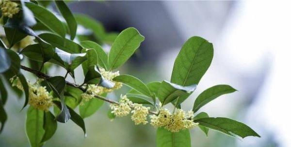 探究桂花树是否为被子植物（解读桂花树的生态习性及其分类特征）