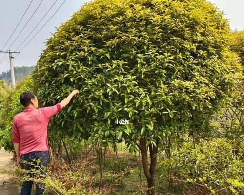 适合种植桂花树的最佳月份（桂花树的生长环境和所需条件）