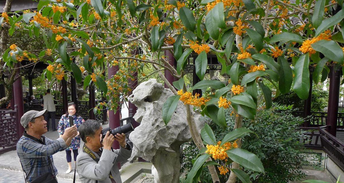 探究桂花树的光照喜好（阳光还是阴凉）