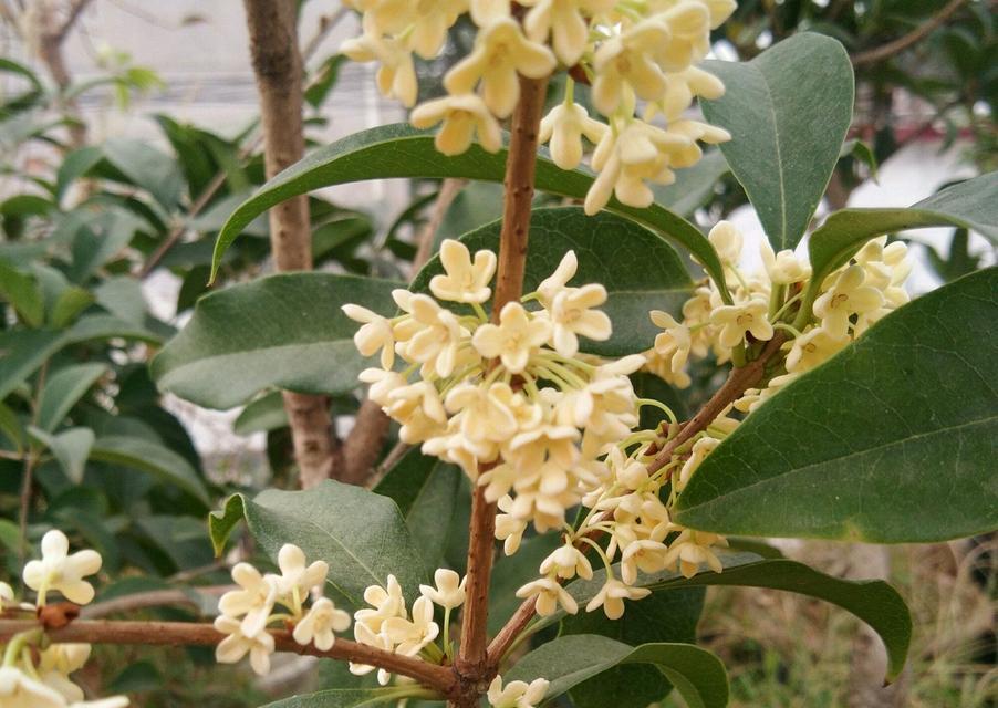 揭秘“桂花不开”的真相（为什么桂花花开得那么少）