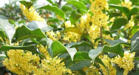 四季桂花开花时间及特点（探究四季桂花一年开几次花）