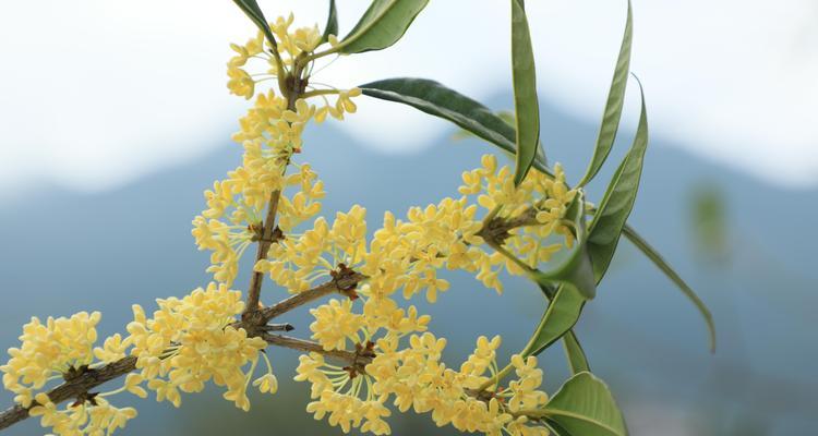 探秘桂花的花朵特征与神奇用途（了解桂花的花瓣数和形状）