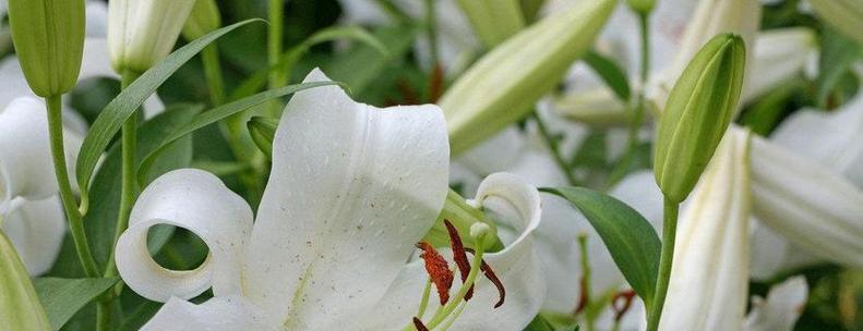 百合花语大全及寓意解析（揭秘百合花语的奥秘）