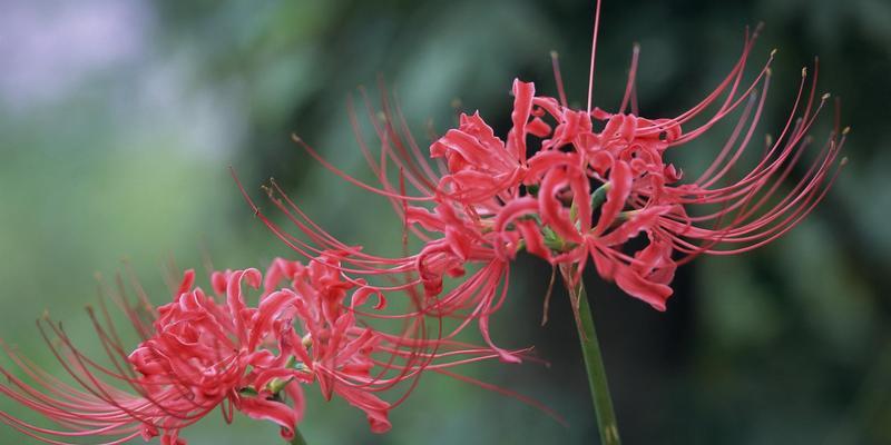 彼岸花——爱情的象征（传递爱的芬芳）