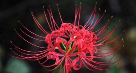 彼岸花花语大全——探索美丽与寓意的奇妙花朵（花海中的神秘使者——彼岸花的传世之谜）