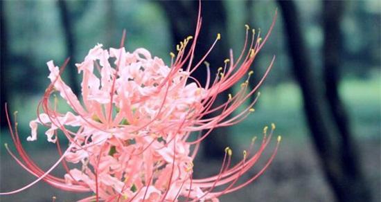 彼岸花花语的象征与寓意（探索彼岸花的花语）