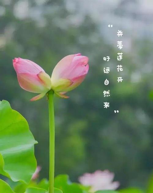 并蒂莲的花语及其寓意（相互依偎的美丽——并蒂莲的花语解读）