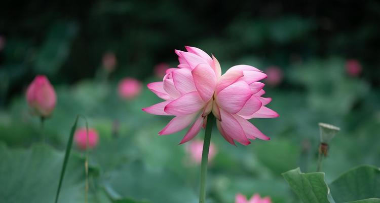 并蒂莲的象征意义及其美学价值（深入探索并蒂莲的美丽与哲学）