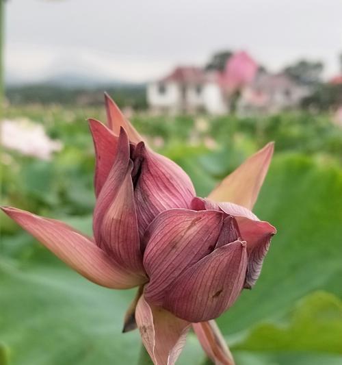 和谐共生，并蒂莲花的寓意（探索和解读并蒂莲花的象征意义）