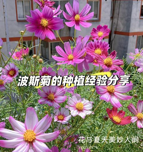 波斯菊花语与传说（揭秘波斯菊的神秘花语及传说）