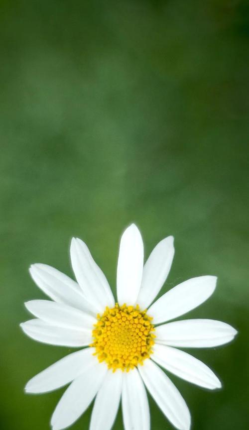 雏菊花语与人生的意义（探寻花海中的智慧）