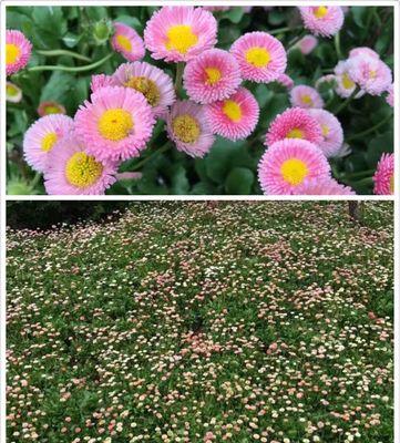 雏菊花语（以坚毅为灵感）