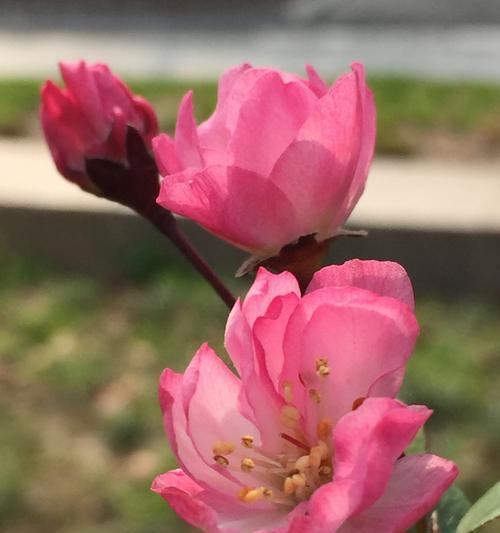 垂丝海棠的花语（用垂丝海棠的花语探索人类情感的边界）