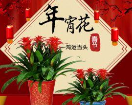 春节花卉寓意与文化传承（传统文化与新年之花）